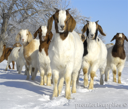 Getting the goats through the winter