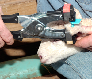 How to tag a lamb using MiniTags and a MiniTag Applicator