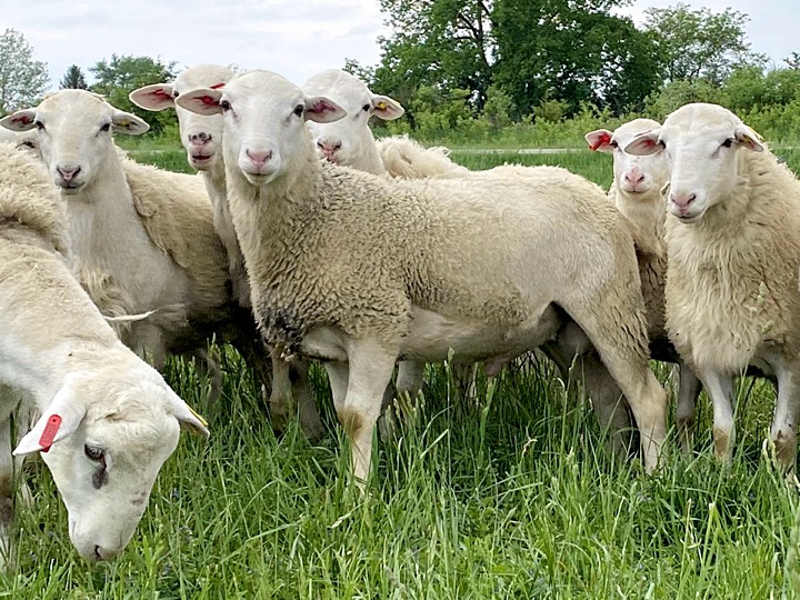 Breeding Rams