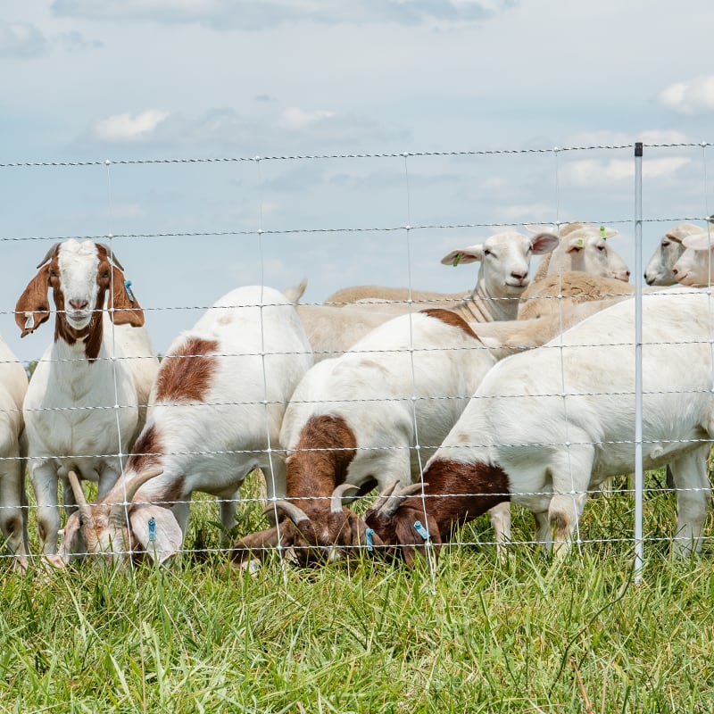 Multi-Strand Fences with Reels