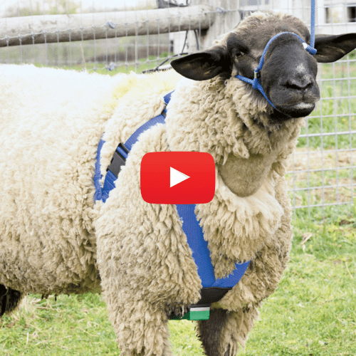 Deluxe Sheep & Goat Breeding Harness