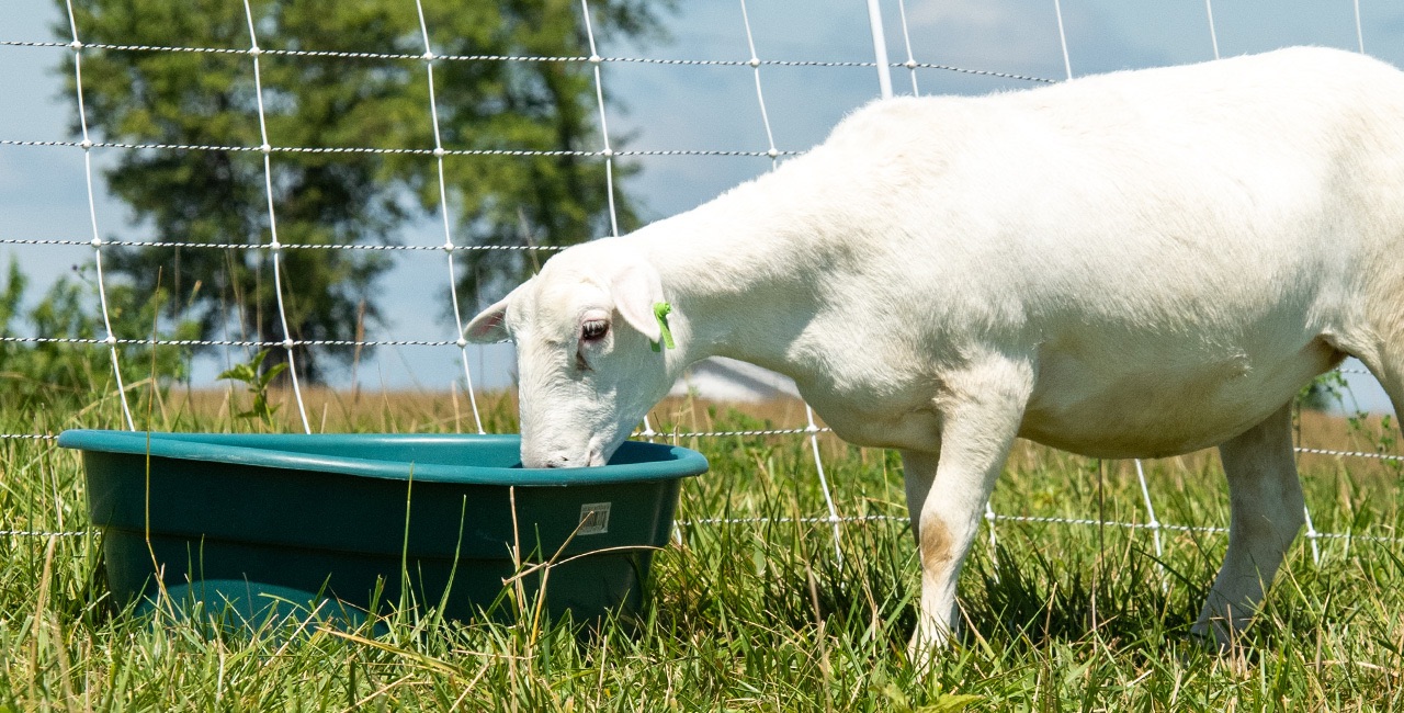 Sheep & Goat BlueLite — Electrolytes for small ruminants