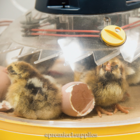 Hatching Chickens