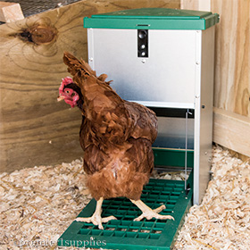 Feed-O-Matic Poultry Feeder