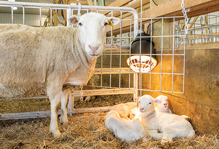 Prima Heat Lamp for Sheep and Goats