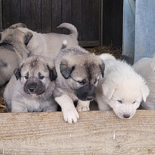 Livestock guardian puppies