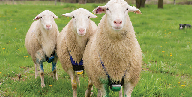 Marked lambs in the field
                                                            