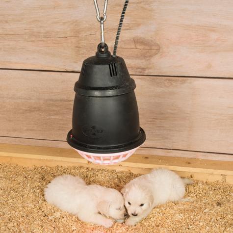 solar panels for chicken coop