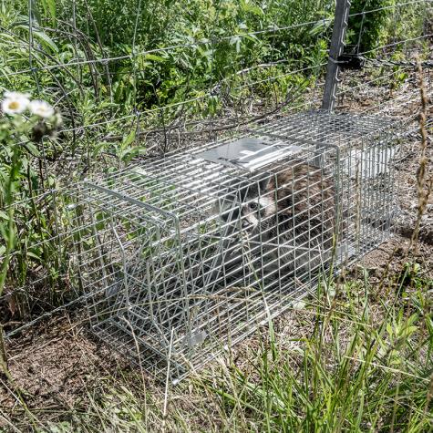 Collapsible Live Trap Cage - Premier1Supplies