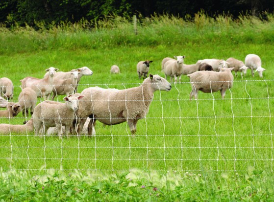 Advantages of Rotational Grazing - Premier1Supplies Sheep Guide