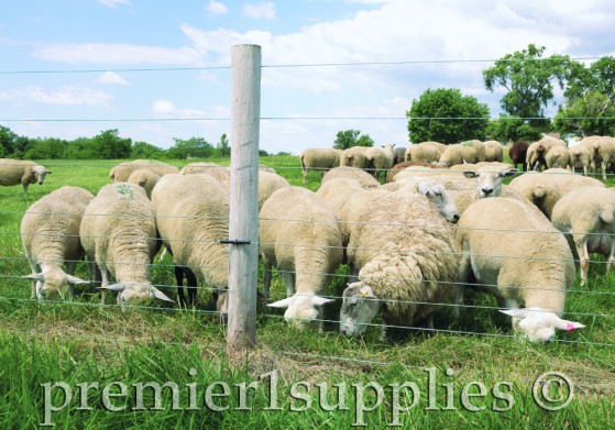 Before you buy or build a fence… - Premier1Supplies Sheep Guide