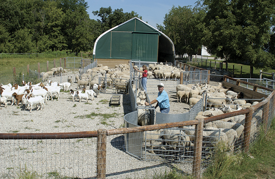 Ketchum Sheep Handling Equipment