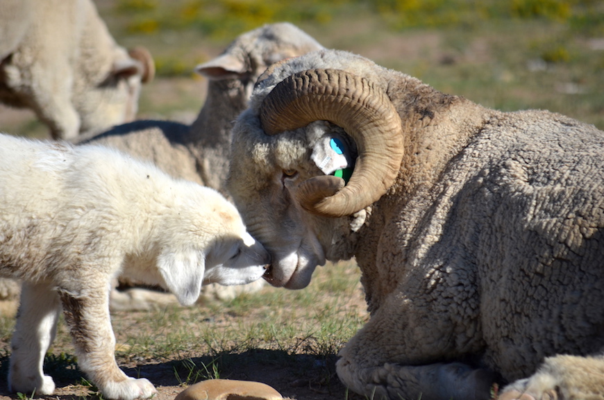 How To Raise A Sheep Dog Raisclaut