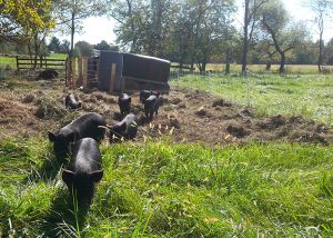 Getting Started with Pastured Pigs - Premier1Supplies