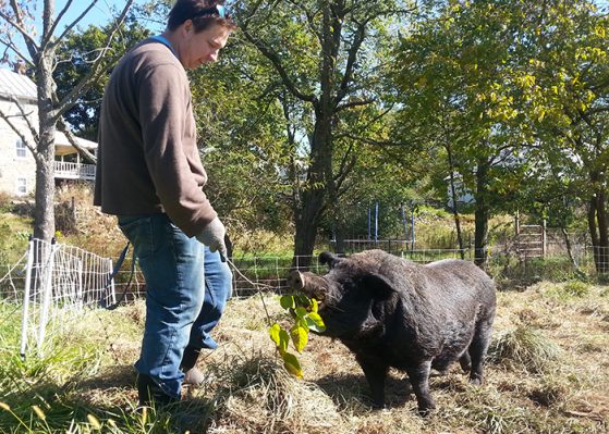 Getting Started with Pastured Pigs - Premier1Supplies